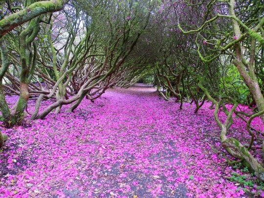Path covered in purple petals under arched tree branchies in Craig y Nos Country Park