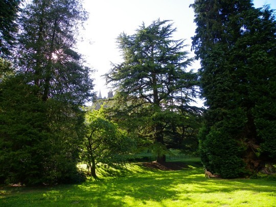 tall trees in the Lower Gardens Craig y Nos Castle South Wales
