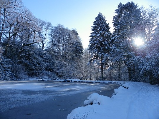 Craig y Nos Country park, snow covered lake and paths, tall snow covered trees