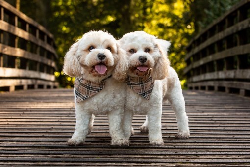 Dogs in front of clocktower Craig y Nos Castle