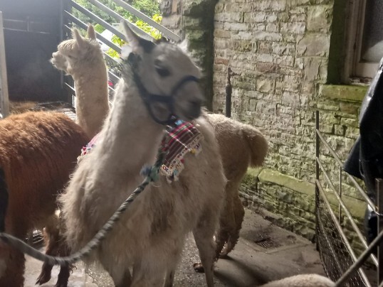 Craig y Nos Castle Sheep at wedding