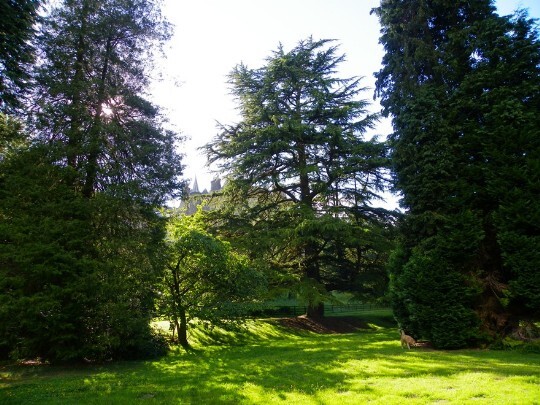 Tall trees in the lower gardens at Craig y Nos - gardens are listed as many of the trees were imported from Europe tall trees in the Lower Gardens Craig y Nos Castle South Wales