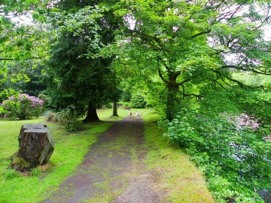 Path in Castle's lower gardens, running alongside the River Tawe which is to the right of this picture Craig y Nos Castle path alongside the river Tawe in the Lower Gardens