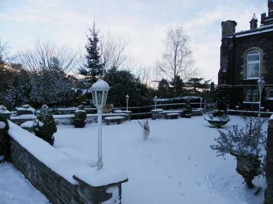 white alsation runs over theatre terrace in thick winter snow at Craig y Nos Castle Wales