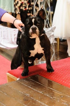 Henri the ring bearer dog at wedding ceremony in Craig y Nos Wedding Castle - Dog friendly wedding venues