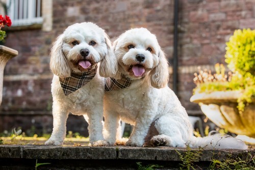 Dogs at wedding Craig y Nos 01.jpg